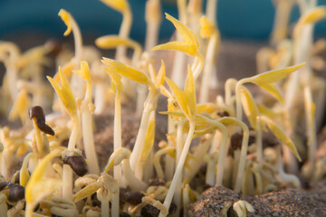 A group of bean sprout growing on soil in morning time.