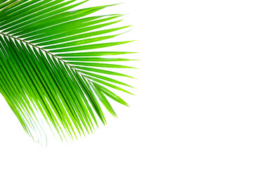 tropical coconut palm leaf isolated on white background.