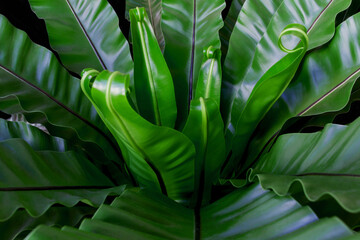 Bird's nest fern or Asplenium nidus, closeup nature view of green leaf in garden, dark wallpaper concept