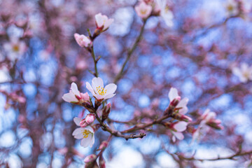 blossom in spring