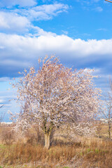 Obraz na płótnie Canvas tree in spring
