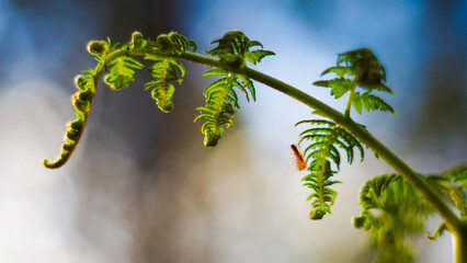 Macro de feuilles de fougère sauvages