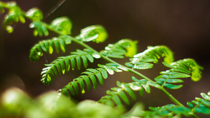 Macro de feuilles de fougère sauvages