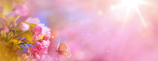 spring background with delicate pink sakura flowers in full bloom.