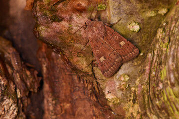 Braune Spätsommer-Bodeneule (Xestia xanthographa)