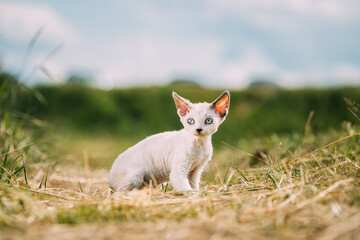 Sweet Devon Rex Cat Funny Curious Young White Devon Rex Kitten In Grass. Short-haired Cat Of English Breed. Very Small Lovely Pets Lovely Cats.