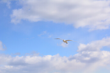 Seagull flying in the blue sky on a sunny day. A background full of freedom and carefree. Copy space.