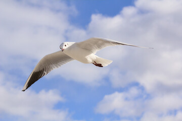 Seagull flying in the blue sky on a sunny day. A background full of freedom and carefree. Copy space.