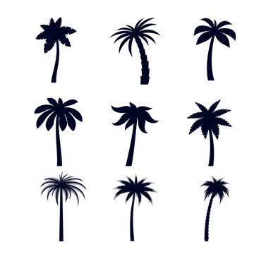 African Rainforest Coconut Trees or Tropical Palm Trees. Simple Black Silhouette for Eco Floral Logotype Emblem, or Travel Logo Design on White