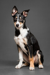 Naklejka na ściany i meble cute border collie puppy dog sitting in the studio on a grey background