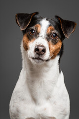 cute jack russell terrier dog portrait in the studio on a grey background looking at the camera
