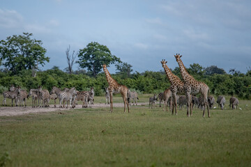 Giraffe in front Amboseli national park Kenya masai mara.(Giraffa reticulata) sunset.
