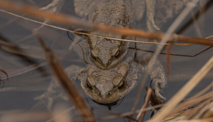 Erdkr&ouml;ten, Kr&ouml;ten