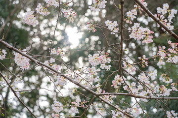 木漏れ日と桜