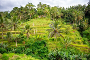Fototapeta na wymiar Lush rice fields plantation on Bali island, Indonesia