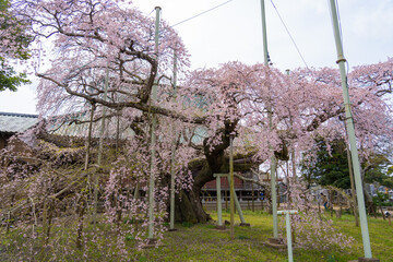 巨大な枝垂れ桜