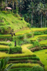 Lush rice fields plantation on Bali island, Indonesia