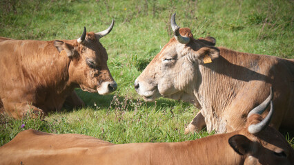 Vacas y terneras marrones tumbados en pradera de hierba