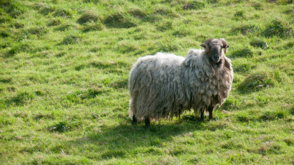 Oveja lanosa en pradera de hierba verde