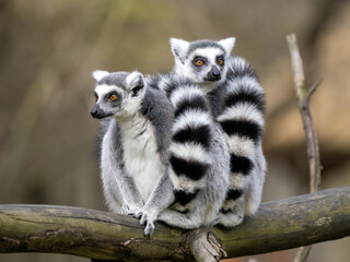 Fototapeta premium Two female Ring-tailed Lemurs, Lemur catta, sit on a trunk and look around.