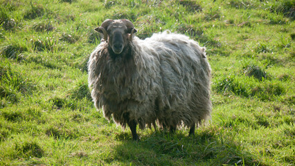 Oveja lanosa en pradera de hierba verde