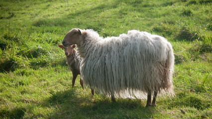 Oveja y cordero en pradera de hierba verde