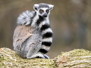 Ffemale Ring-tailed Lemurs, Lemur catta, sit on a trunk and look aroun