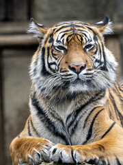 Portrait of a female Sumatran Tiger, Panthera tigris sumatrae.