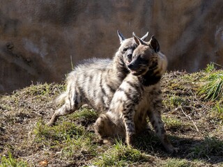 A male Striped hyena, Hyaena hyaena sultana, attempts to mate.
