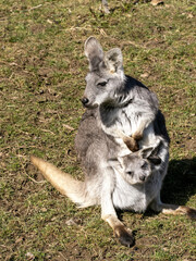 Common wallaroo, Macropus r. robustus, female peeking out of pouch for young