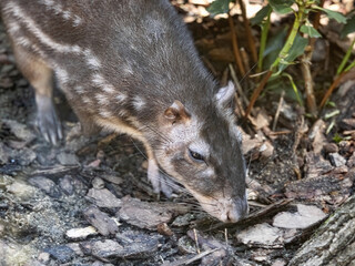 Lowland paca, Cuniculus paca, foraging in dense undergrowth.