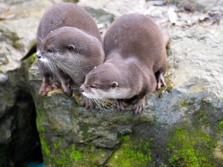 A pair of Oriental small-clawed otters, Amblonyx cinerea, sit on the shore and observe the...