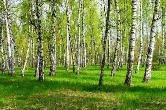 birch tree, summer landscape