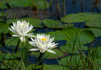 Water Lilies Springtime