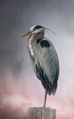 The Great Blue Heron Portrait