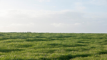 Horizonte en pradera de hierba verde en día soleado