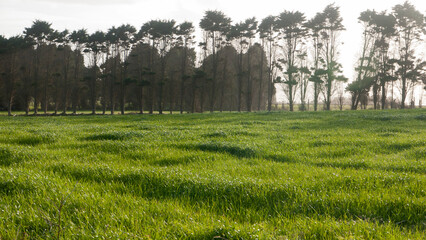 Arboles altos en horizonte en zona de praderas de hierba