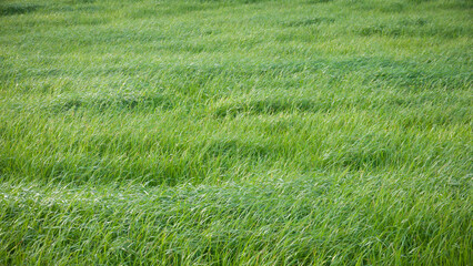 Pradera de hierba verde en d&iacute;a soleado