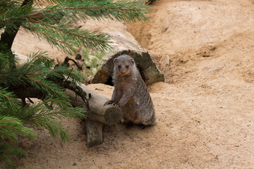 Fototapeta premium Wildlife shot of a guarding meerkat (suricata suricatta)