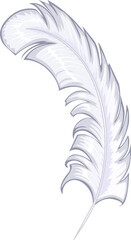 white feather of the angel