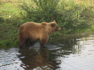Obraz na płótnie Canvas Brown bear in an animal park in Germany