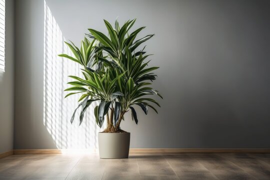 Gray potted indoor decorative dracaena in a space with light walls and oak wood flooring. Generative AI