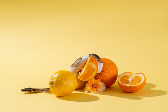 Piebald ball python, flower, sliced lemon and orange. Snake wrapped around orange on yellow background. Exotic pet, narcissus and fruits in studio. Colorful horizontal photo with copy space