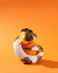 Piebald ball python and sliced orange. Snake wrapped around orange on orange background. Exotic pet and fruits in studio. Colorful vertical photo with copy space