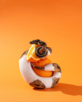 Piebald ball python and sliced orange. Snake wrapped around orange on orange background. Exotic pet and fruits in studio. Colorful vertical photo with copy space