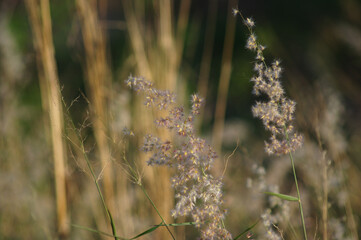 Grass flowers in nature that look harmonious. 