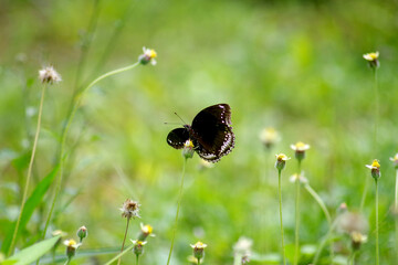 black butterfly against the meadow
