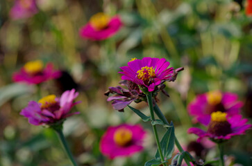 Many purple flowers in the garden With flowers blooming Dry flowers Melting background