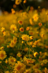 Yellow cosmos flowers in the evening light