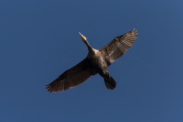 great cormorant flying in a blue sky